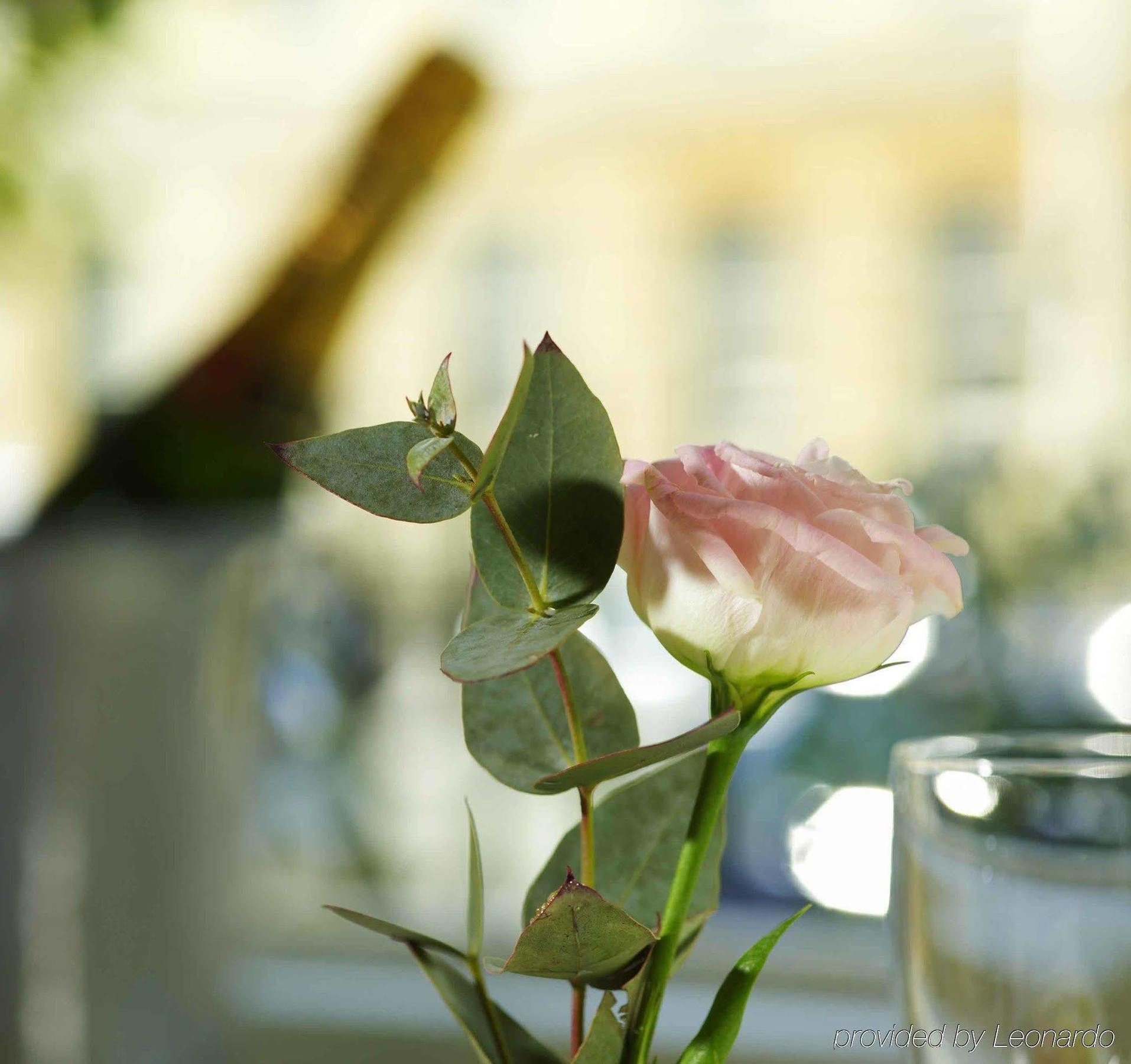 The Windsor Town House Ξενοδοχείο Μπαθ Εξωτερικό φωτογραφία A rose